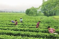 九游会J9,油茶莳植生产加工销售,植物油莳植生产加工销售