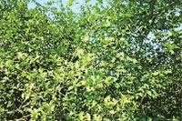 九游会J9,油茶莳植生产加工销售,植物油莳植生产加工销售