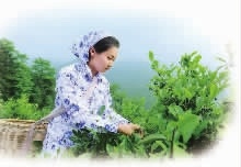 九游会J9,油茶莳植生产加工销售,植物油莳植生产加工销售