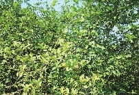 九游会J9,油茶莳植生产加工销售,植物油莳植生产加工销售